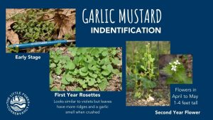 Garlic Mustard Identification Chart
