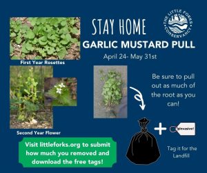 How to Pull Garlic Mustard