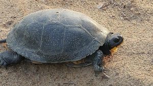 Turtle Seen Near Lily Lake